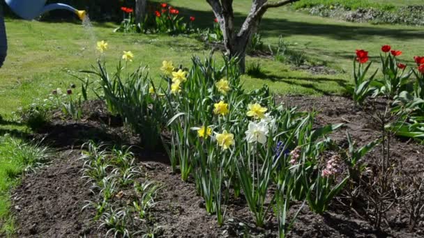 Gardener girl water flower bed with watering can in spring — Stock Video