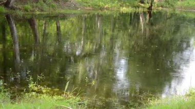 su halkaları oluşturan sakin yüzey su düşen yağmur damlaları