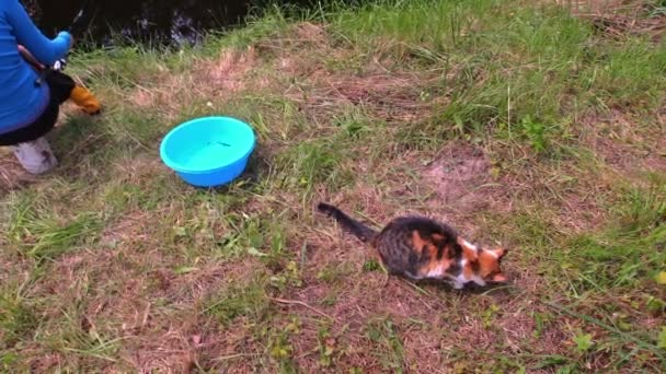 Vrouw vissen in de vijver en mooie kat eten gestolen vis van emmer — Stockvideo