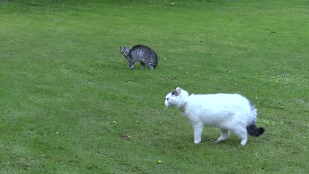 Dvě nepřátelské kočky setkání skončilo s útěk v zeleném parku — Stock video
