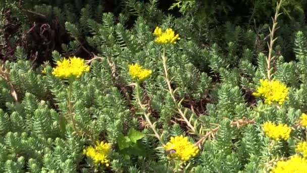 Sukkulente Orpine (lot.sedum) mit gelber Blüte. exotische Pflanze — Stockvideo