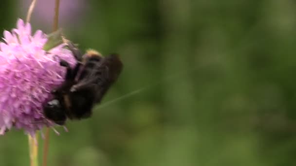 Abelha seleciona néctar, rastejando em flor silvestre roxa no verão — Vídeo de Stock