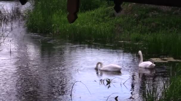 Пара лебедей, ищущих пищу в речной воде — стоковое видео