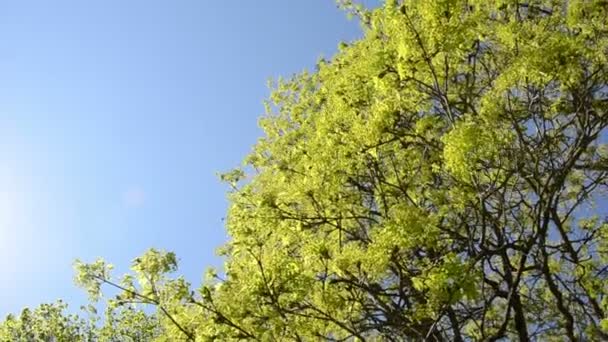 Tourner la vue de la branche d'érable vert se déplacer dans le vent sur le ciel bleu — Video