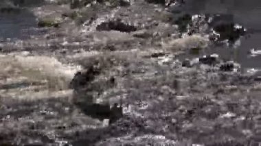 Taşlar arasında nehir su akışı akışı closeup. vınlamak dışarı