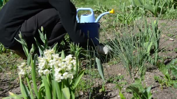 Jardinier désherbage parterres de fleurs dans le jardin de printemps . — Video