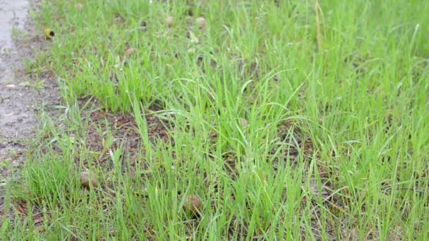 Schnecken-Weichtiere zwischen Gras und Regen — Stockvideo