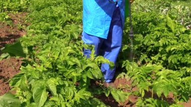 Bahçıvan patates bahçe bitkileri döller