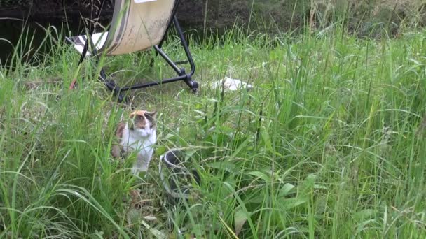 Sleepy satiated tabby cat sit in grass near the bucket — Stock Video