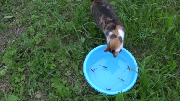 Katzenangeln mit Krallen kleine Fische in Schüssel. Katzengeschick. — Stockvideo
