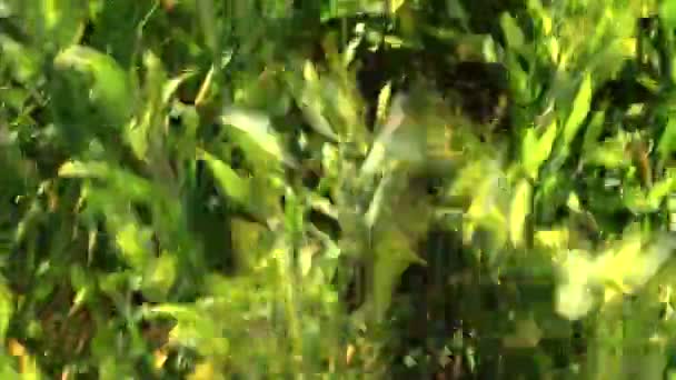 Man feet with shoes walk between wheat plants in field — Stock Video