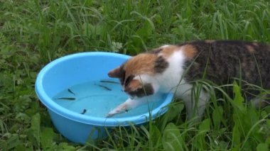 Aç kedi mavi plastik kase su ile gelen balık yakalamak