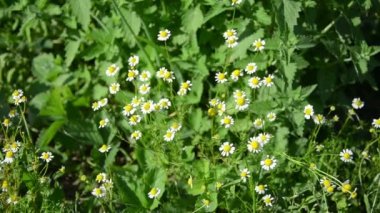 sağlıklı doğal alternatif tıp papatya çiçek çiçek