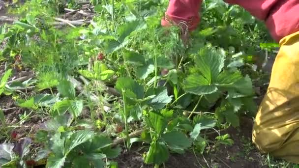 Farmář žena trávu jahodové rostliny. sezónní venkovských díla — Stockvideo
