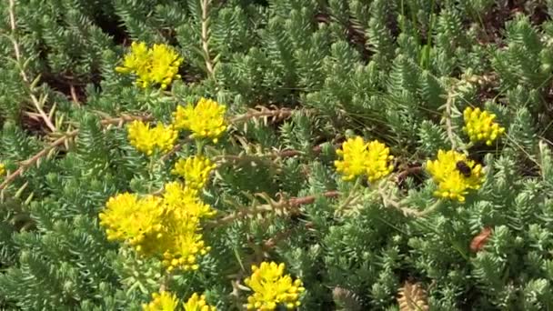 Gele sappige orpin plantaardige bloem groeien in de tuin. hommel — Stockvideo