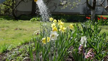 üzerine çiçek açan nergis çiçek sulama olabilir üzerinden dökülen su