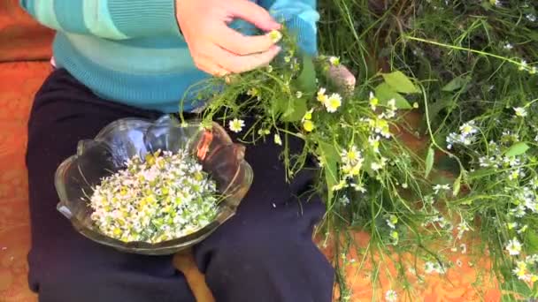 Raccogli a mano piccoli fiori di camomilla medicinali in un piatto di vetro — Video Stock