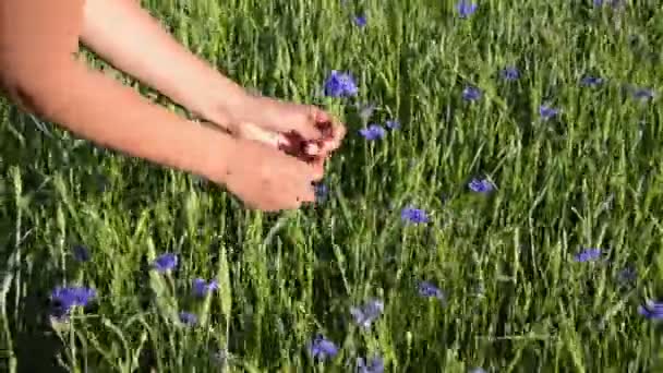 Flower meadow — Stock Video