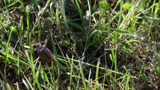 Chafer pequeño cockchafer extendió sus antenas arrastra tallos de hierba — Vídeo de stock