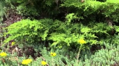 bahçede sarı sulu orpin bitki çiçek grow