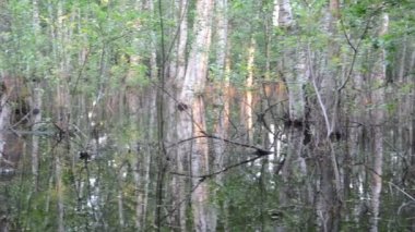 su baskını huş ağacı dalları ve akşam sunset yansımalar
