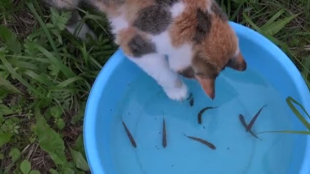 空腹の遊び心のある猫は青いプラスチック製のボウルに水からの魚をキャッチします。 — ストック動画