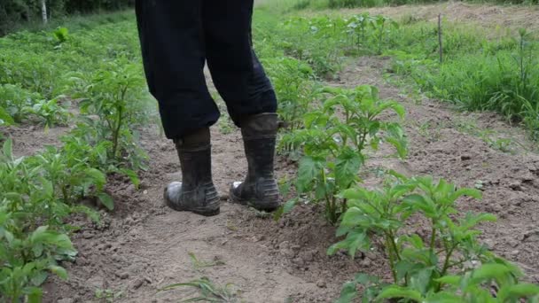 Closeup farmář muže sprej pesticidů na rostlinách bramboru bojovat proti hmyzu — Stock video