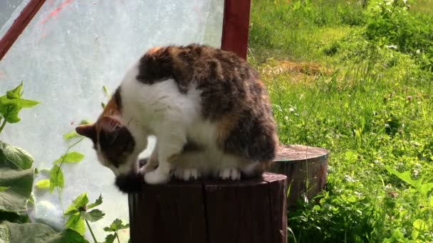 Aranyos cirmos macska kisállat mossa magát, fából készült csonkot a napfény — Stock videók