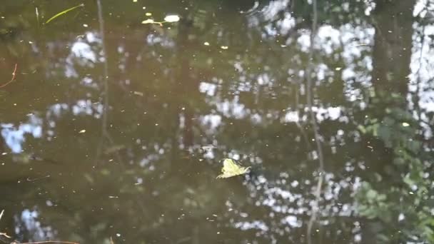 Troebel water blad blad kalm water verstoren springen kikker — Stockvideo