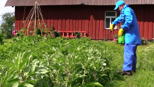 Gardener man fertilize potato and bean plants near farm house — Stock Video