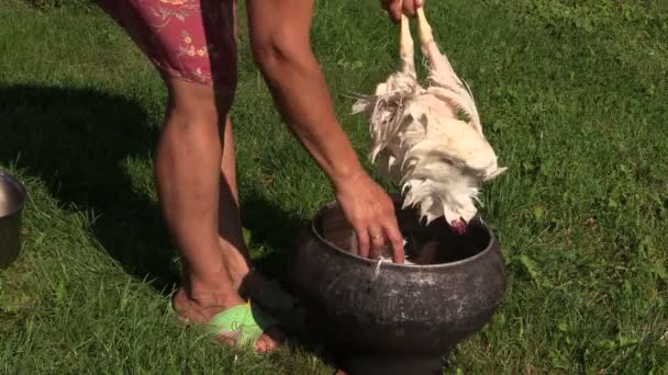 農場労働者の女性手ピックアップむしるブロイラー鶏の鶏の羽 — ストック動画