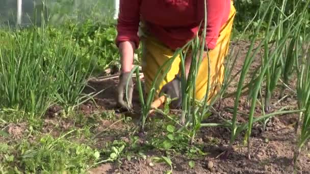 Zoom łóżka kobieta chwastów cebula z motyka w ogród warzywny — Wideo stockowe