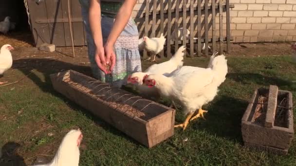 Campesino chica alimentar granja de pollo de engorde con granos — Vídeos de Stock