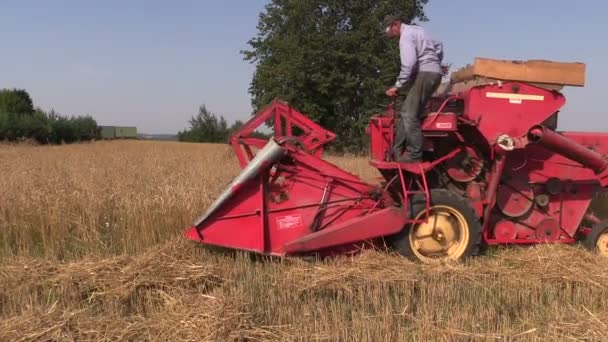 Trabalhador agrícola colheita plantas de trigo com colheitadeira pequena — Vídeo de Stock