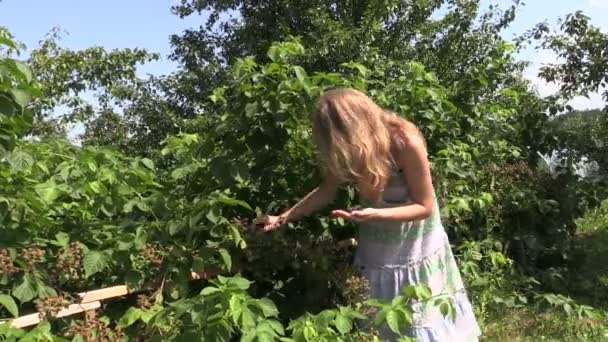 Беременная женщина собирает и ест ежевику из веточки в саду — стоковое видео
