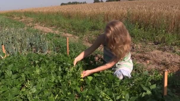 Meisje plukken module bonen in moestuin buiten op zonnige dag. — Stockvideo