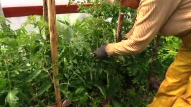 Countrywoman el bağlamak büyük domates bush sopa