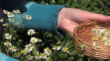 Genç hamile kız toplamak papatya bitki bitki çiçek