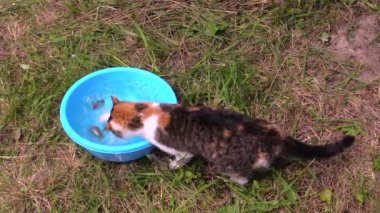 adam havuz fisch kase, kedi Yakalama pençesi ile koymak ve yemek
