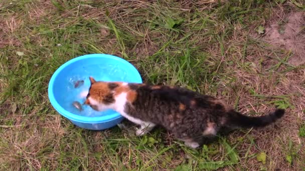 Человек положил крестовую рыбу в миску, кошка ловит когтями и ест — стоковое видео