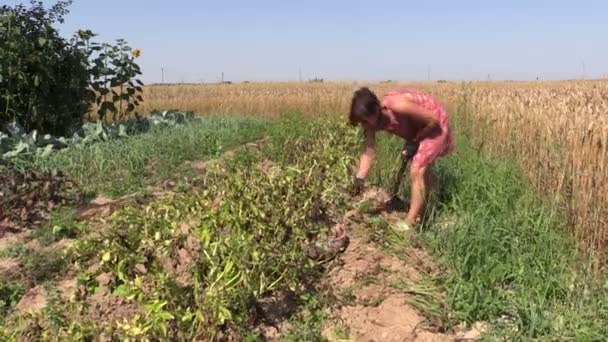 Farmer nő betakarítás ásni természetes burgonya, villával mezőben — Stock videók