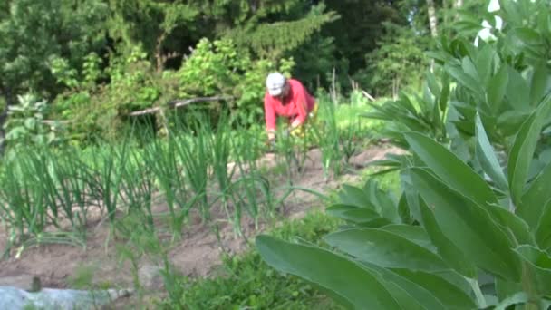 Boon plant bladeren en tuinman oude vrouw onkruid planten in de tuin — Stockvideo