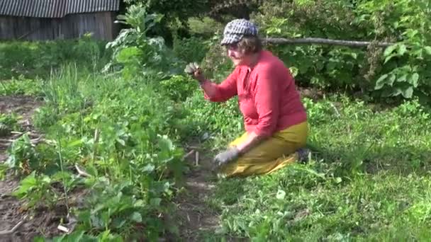 Bäuerin Großmutter jätet Unkraut und isst Erdbeerpflanzen — Stockvideo