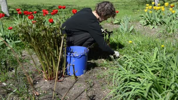 Vrouw ziet er na tulip bloembedden in lentetuin — Stockvideo