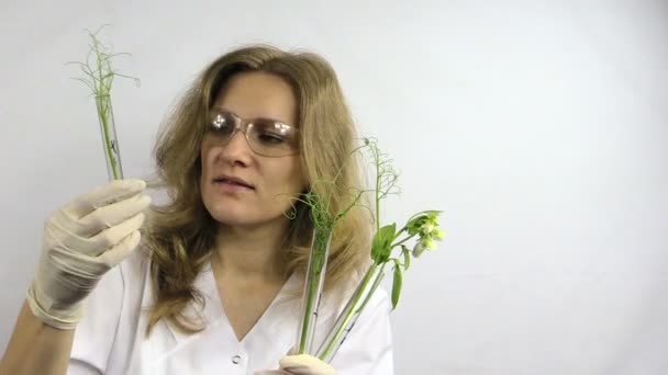 Технік-жінка оглядає колби з модифікованими рослинами гороху — стокове відео