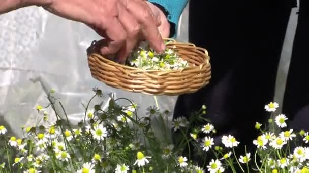 Mormor med barnbarn samla växtbaserade kamomillblommor — Stockvideo