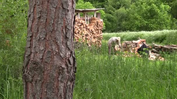 Συμπατριώτη μπριζόλα ξύλο με ένα τσεκούρι για το woodshed θερινή ημέρα — Αρχείο Βίντεο