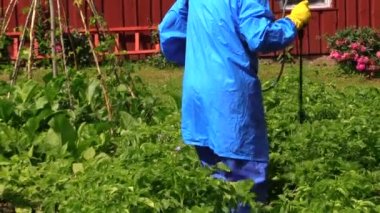 köylü çiftçi adam sprey patates bitki böcek ilacı ile