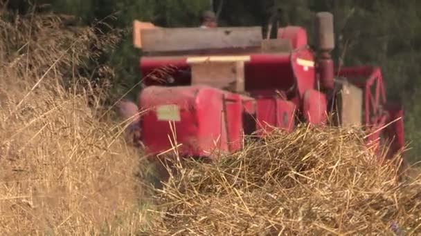 Agricultural combine harvester cut ripe wheat grain field — Stock Video