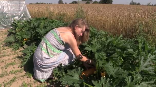 Land vrouw kiezen rijpe gele courgette in huis tuin gegroeid — Stockvideo